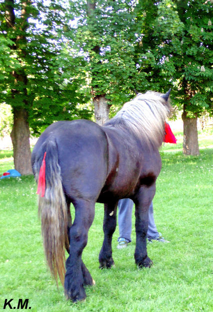  - Armasar Sange Rece Unguresc pentru monta