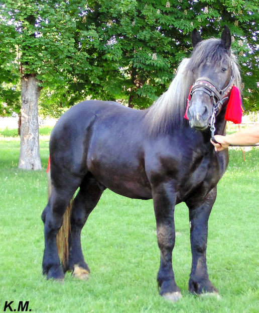  - Armasar Sange Rece Unguresc pentru monta