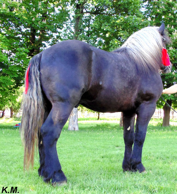  - Armasar Sange Rece Unguresc pentru monta