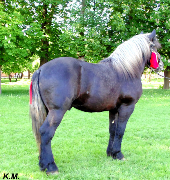  - Armasar Sange Rece Unguresc pentru monta