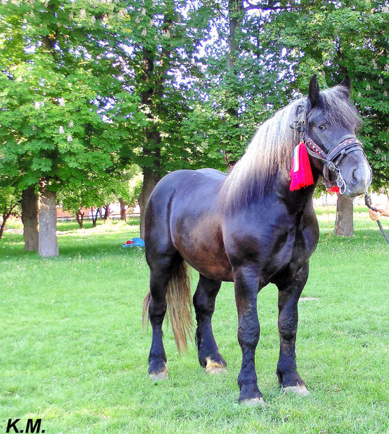  - Armasar Sange Rece Unguresc pentru monta