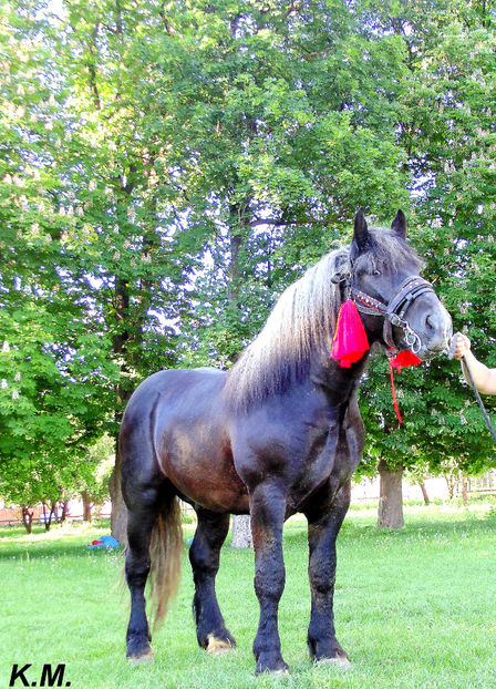  - Armasar Sange Rece Unguresc pentru monta