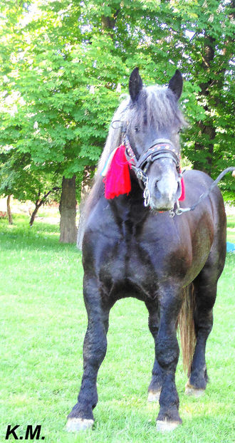  - Armasar Sange Rece Unguresc pentru monta