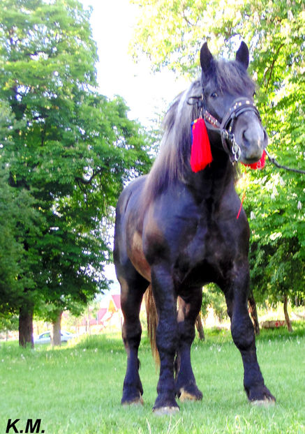  - Armasar Sange Rece Unguresc pentru monta