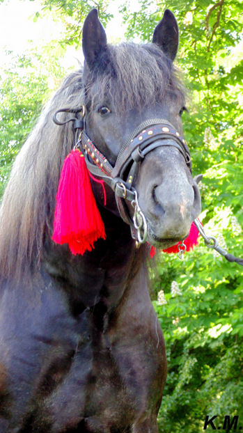  - Armasar Sange Rece Unguresc pentru monta