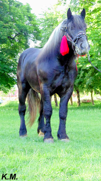  - Armasar Sange Rece Unguresc pentru monta