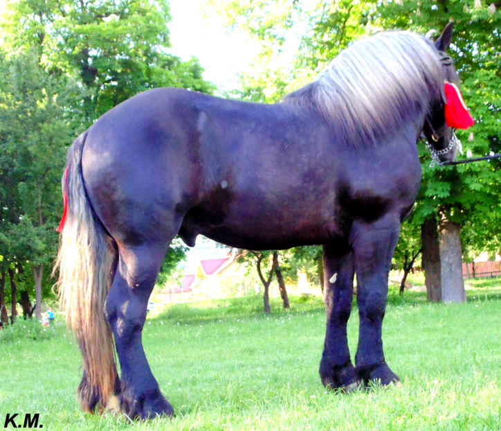  - Armasar Sange Rece Unguresc pentru monta