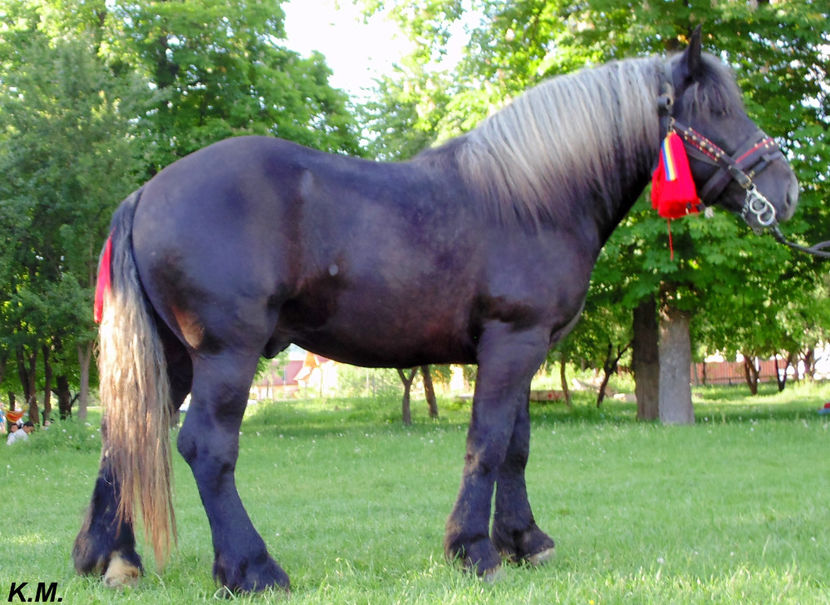  - Armasar Sange Rece Unguresc pentru monta