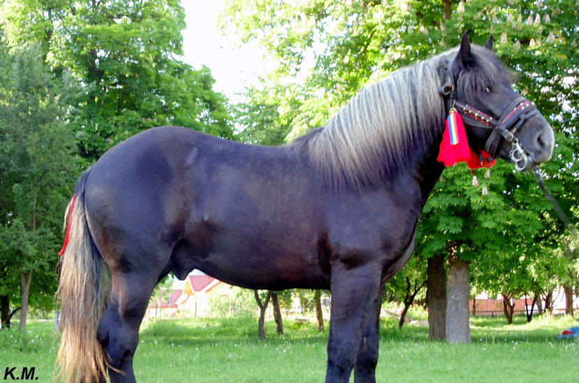  - Armasar Sange Rece Unguresc pentru monta