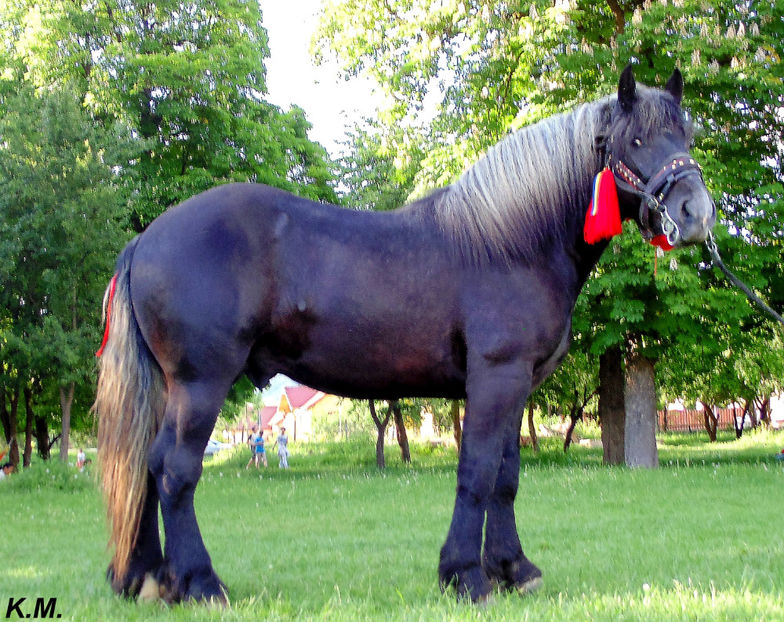  - Armasar Sange Rece Unguresc pentru monta