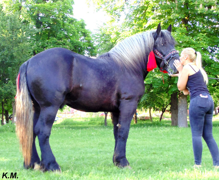  - Armasar Sange Rece Unguresc pentru monta