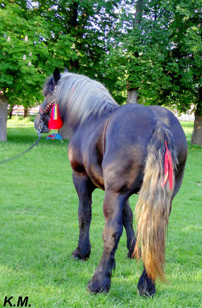  - Armasar Sange Rece Unguresc pentru monta