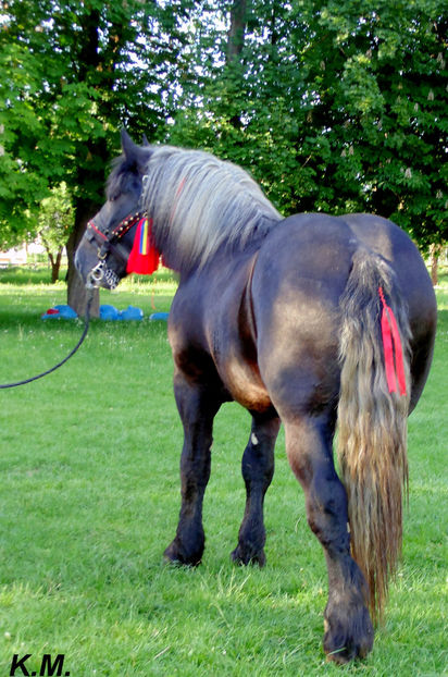  - Armasar Sange Rece Unguresc pentru monta