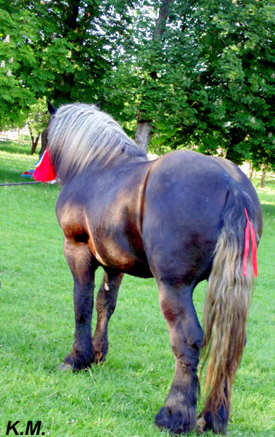  - Armasar Sange Rece Unguresc pentru monta