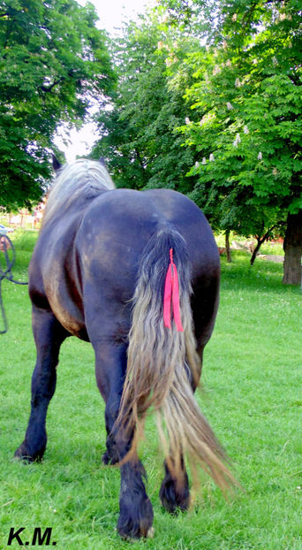  - Armasar Sange Rece Unguresc pentru monta