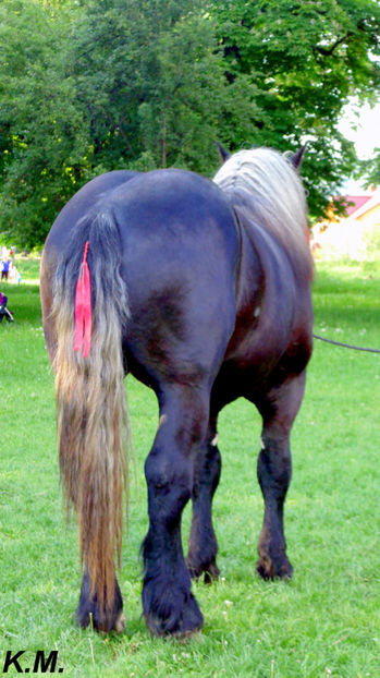  - Armasar Sange Rece Unguresc pentru monta