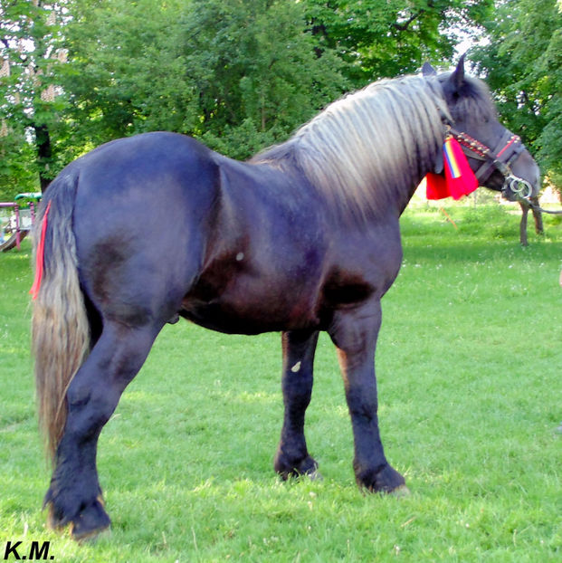  - Armasar Sange Rece Unguresc pentru monta