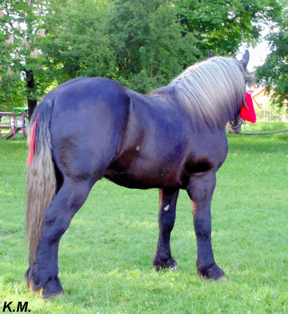  - Armasar Sange Rece Unguresc pentru monta