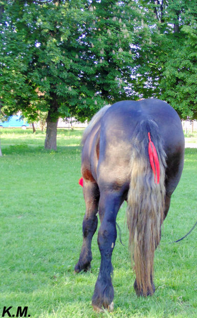  - Armasar Sange Rece Unguresc pentru monta