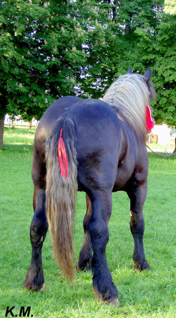  - Armasar Sange Rece Unguresc pentru monta