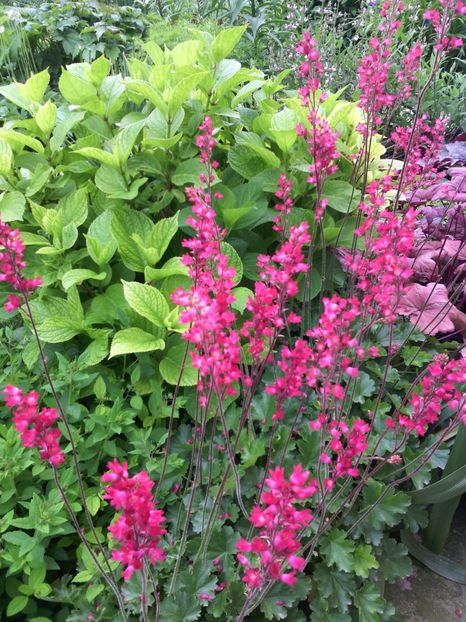  - 01-Flori din curtea mea 2017