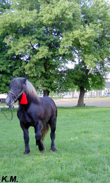  - Armasar Sange Rece Unguresc pentru monta