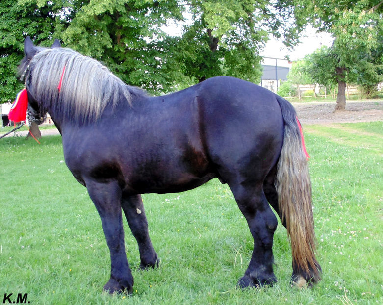  - Armasar Sange Rece Unguresc pentru monta