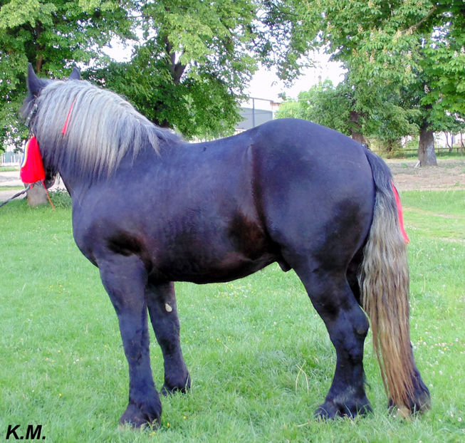  - Armasar Sange Rece Unguresc pentru monta