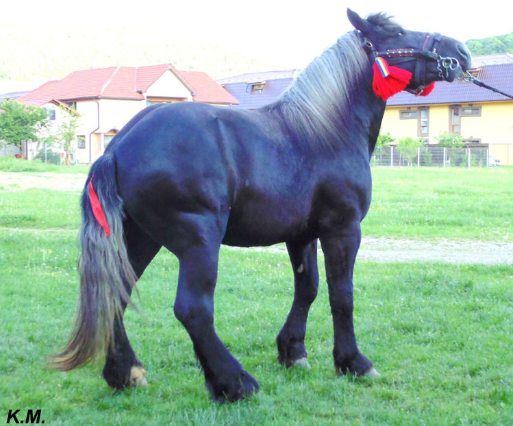  - Armasar Sange Rece Unguresc pentru monta