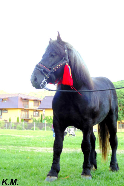  - Armasar Sange Rece Unguresc pentru monta