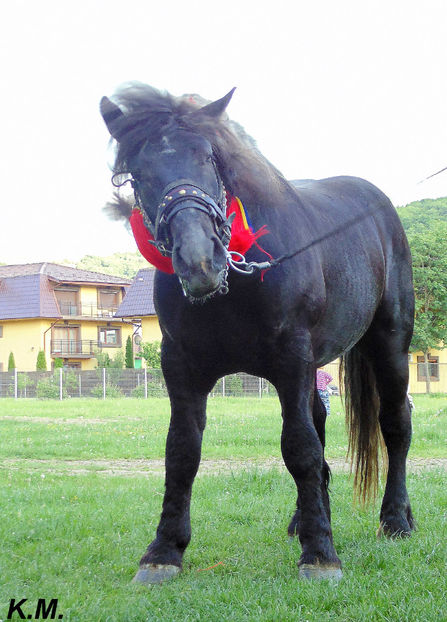  - Armasar Sange Rece Unguresc pentru monta