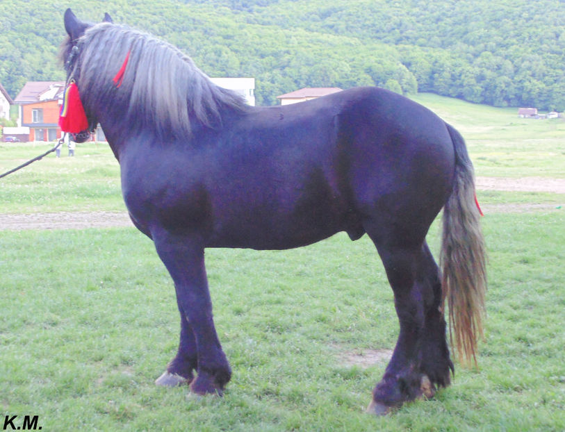  - Armasar Sange Rece Unguresc pentru monta