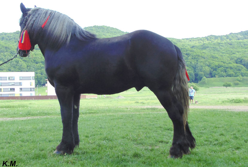  - Armasar Sange Rece Unguresc pentru monta