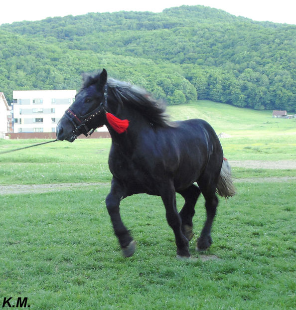  - Armasar Sange Rece Unguresc pentru monta