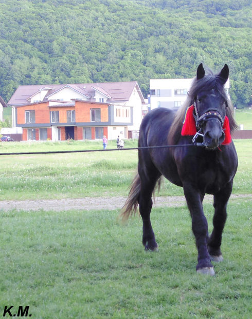  - Armasar Sange Rece Unguresc pentru monta