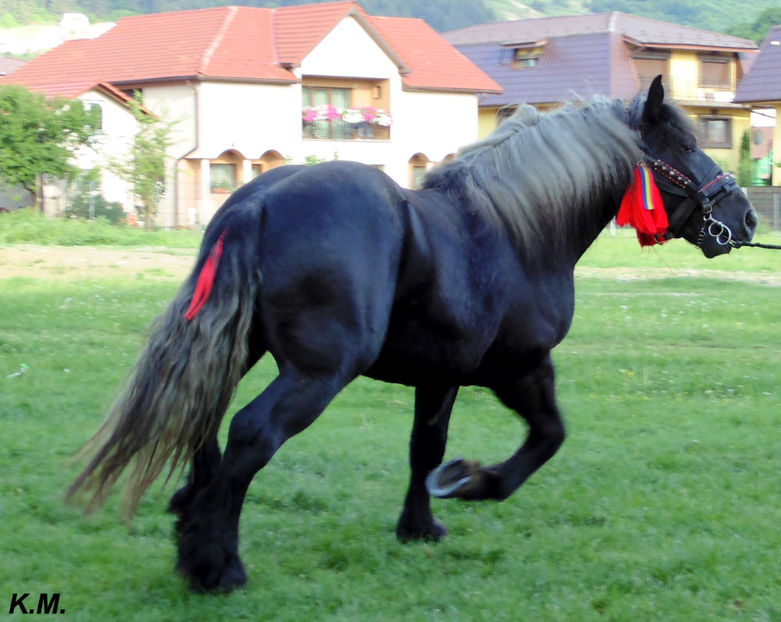  - Armasar Sange Rece Unguresc pentru monta