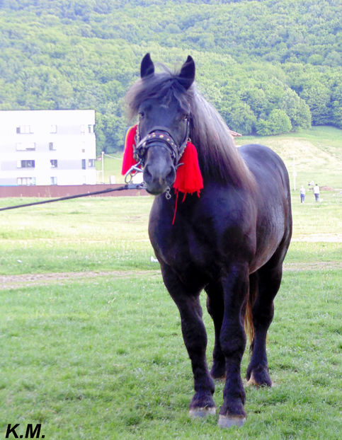  - Armasar Sange Rece Unguresc pentru monta