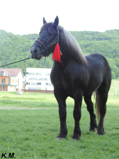  - Armasar Sange Rece Unguresc pentru monta