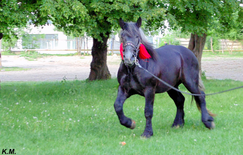  - Armasar Sange Rece Unguresc pentru monta