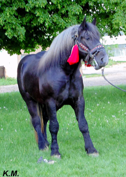  - Armasar Sange Rece Unguresc pentru monta