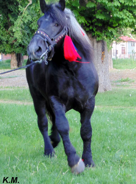  - Armasar Sange Rece Unguresc pentru monta