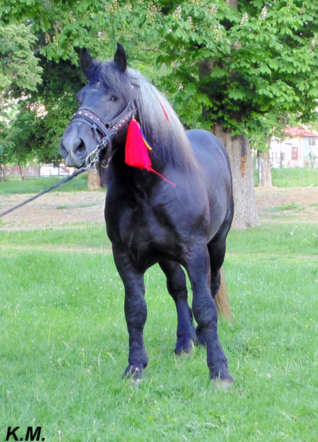  - Armasar Sange Rece Unguresc pentru monta