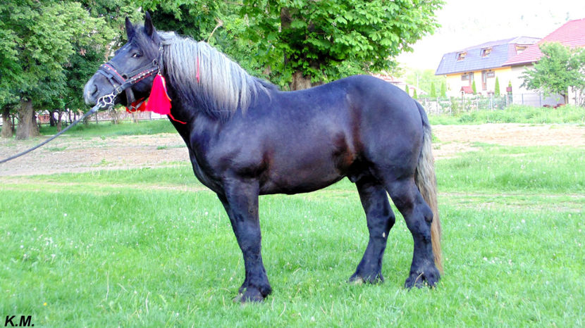  - Armasar Sange Rece Unguresc pentru monta