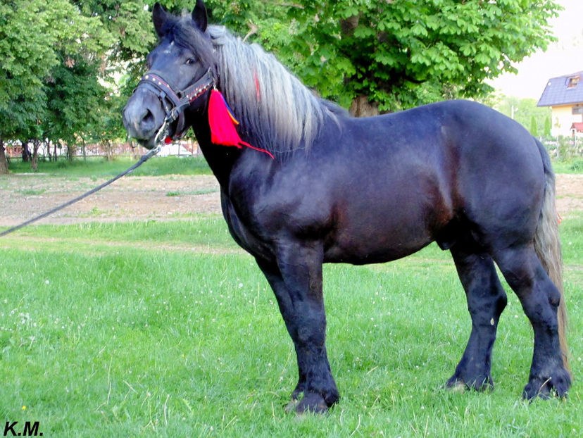  - Armasar Sange Rece Unguresc pentru monta