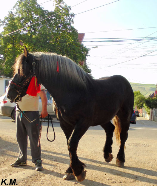  - Armasar Sange Rece Unguresc pentru monta