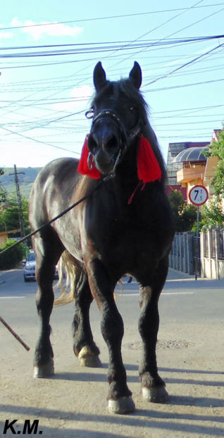  - Armasar Sange Rece Unguresc pentru monta