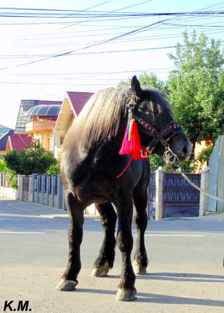  - Armasar Sange Rece Unguresc pentru monta