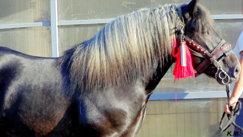  - Armasar Sange Rece Unguresc pentru monta