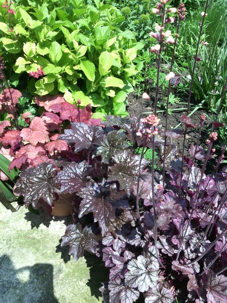  - 01-Flori din curtea mea 2017