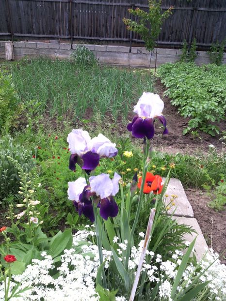  - 01-Flori din curtea mea 2017